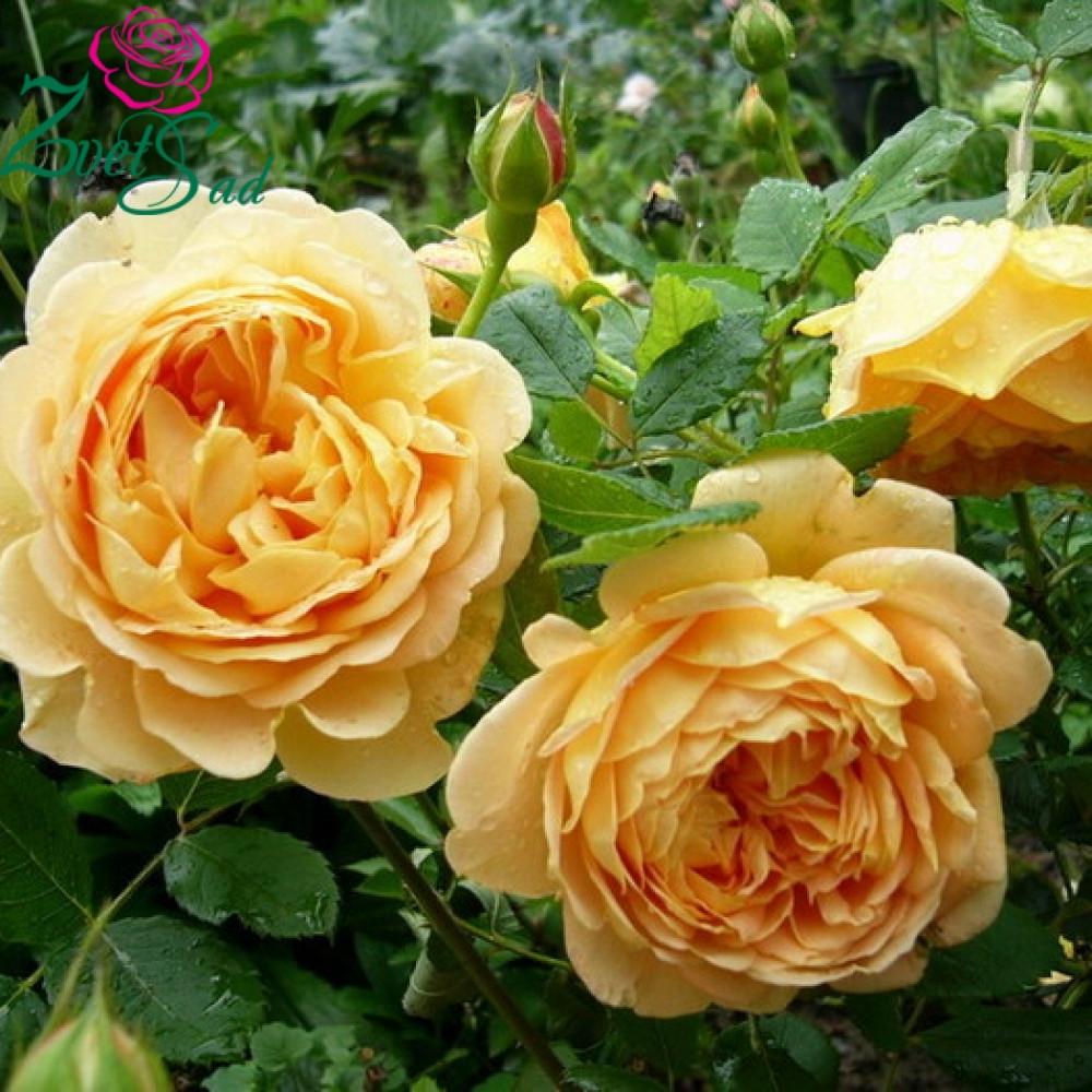 Троянда Velet англійська Golden Celebration в контейнері (2669429335) - фото 3 Троянда Velet англійська Golden Celebration в контейнері (2669429335) - фото 3