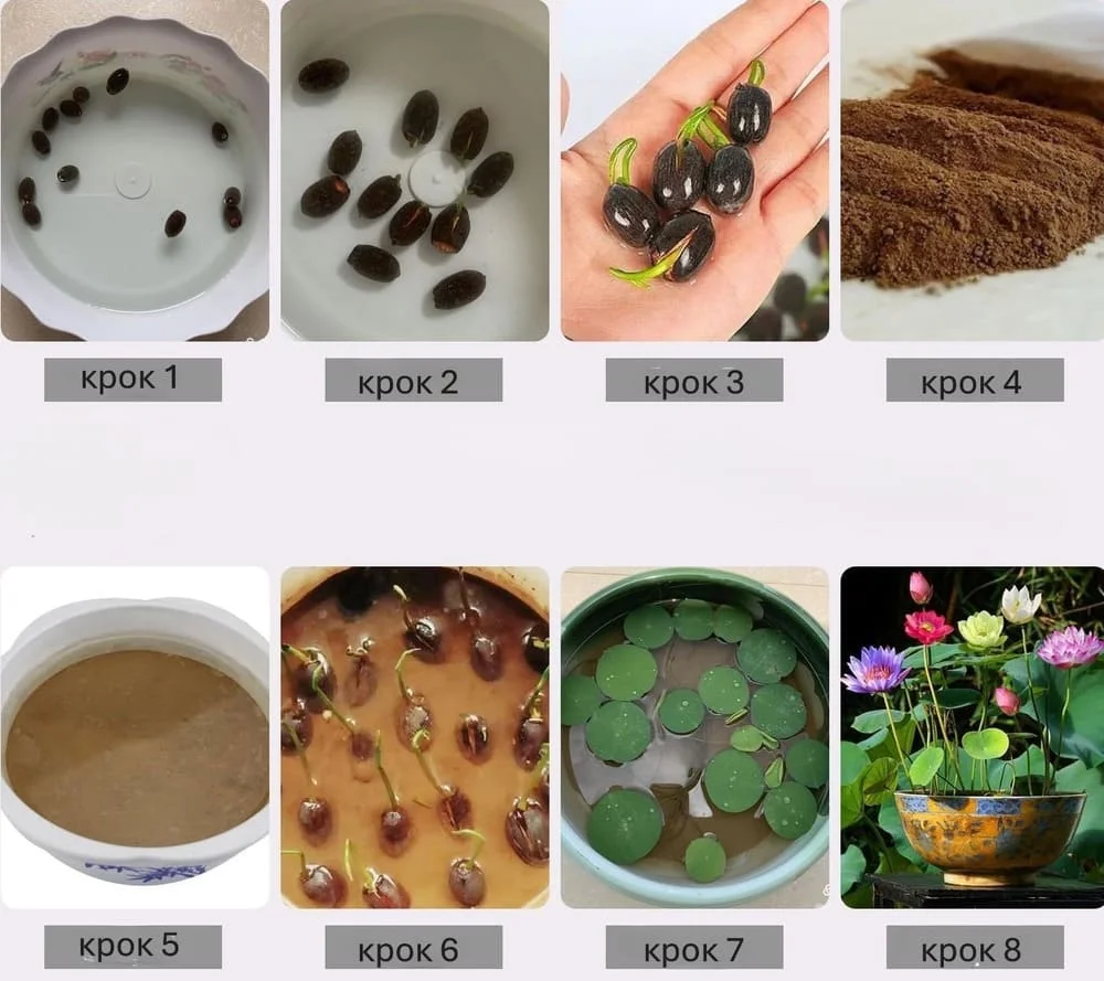 Насіння лотоса бонсай BowlLotus 50 шт. мікс кольорів (2320) - фото 8 Насіння лотоса бонсай BowlLotus 50 шт. мікс кольорів (2320) - фото 8