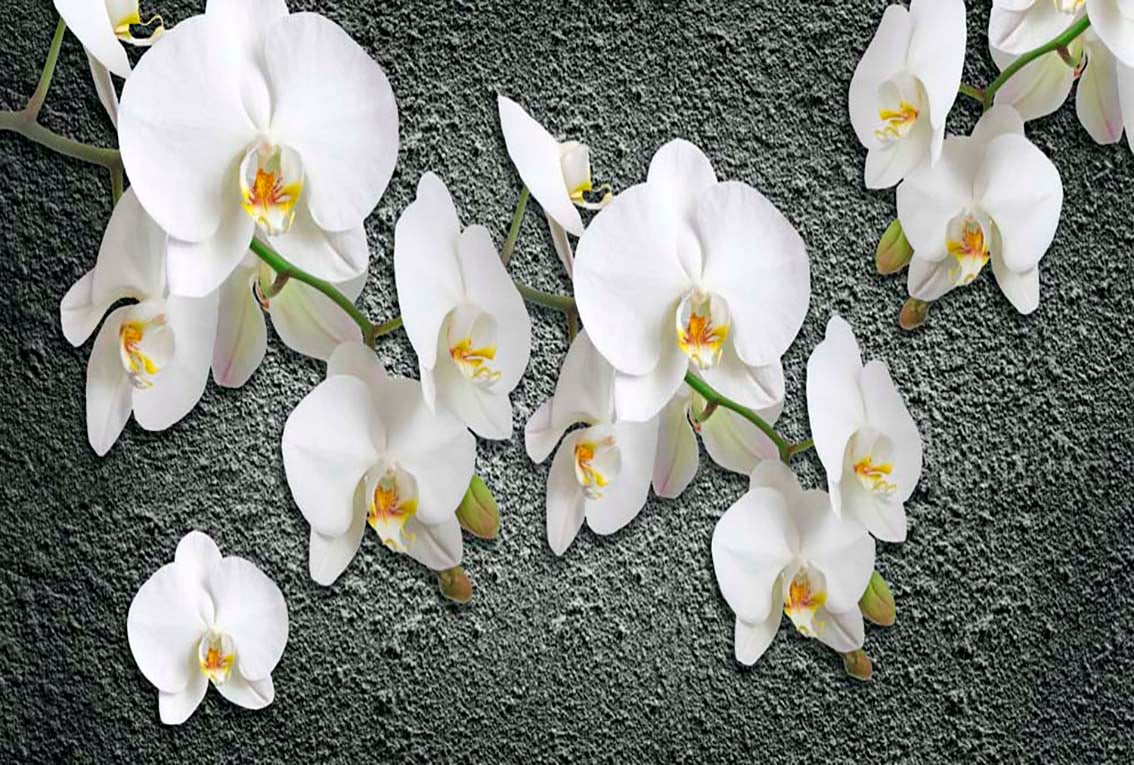 Фотообои WS Wallpaper 3D Орхидеи на стене 392x270 см (31327)
