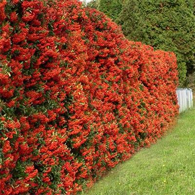 Пираканта Florium Red Column (7156)