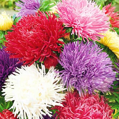 Семена Астра Florium Дрегон смесь (13153)