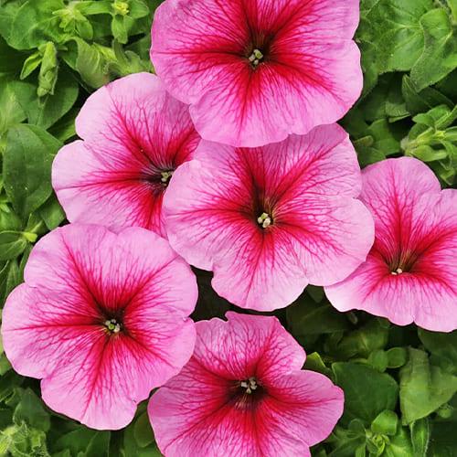 Семена Петуния Florium София F1 (6172)