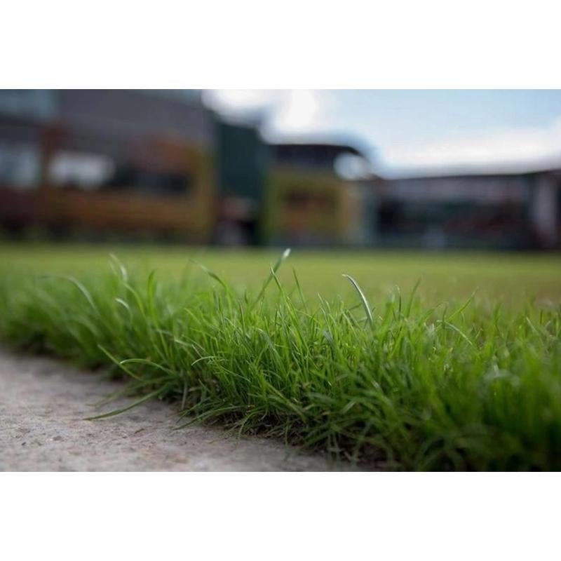 Семена газонной травы Трави України теневые 8 кг - фото 2 Семена газонной травы Трави України теневые 8 кг - фото 2