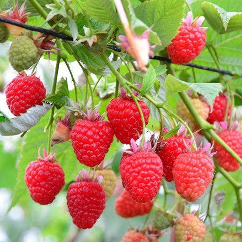 Саженец малины ремонтантной поздняя зимостойкая (1482990722)