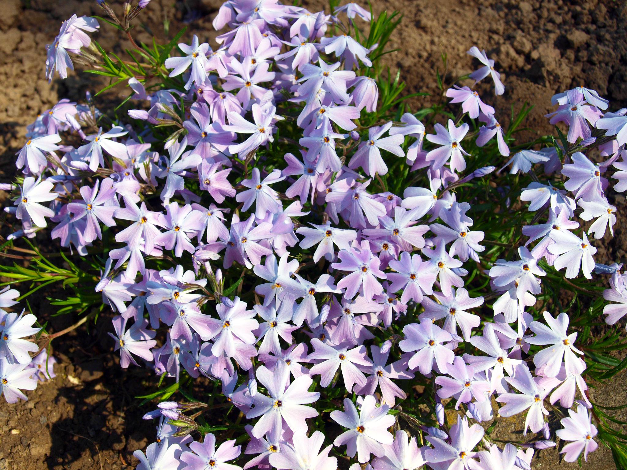 Флокс шиловидный Dobrodar Phlox Cushion Blue 1 шт. (38294080)