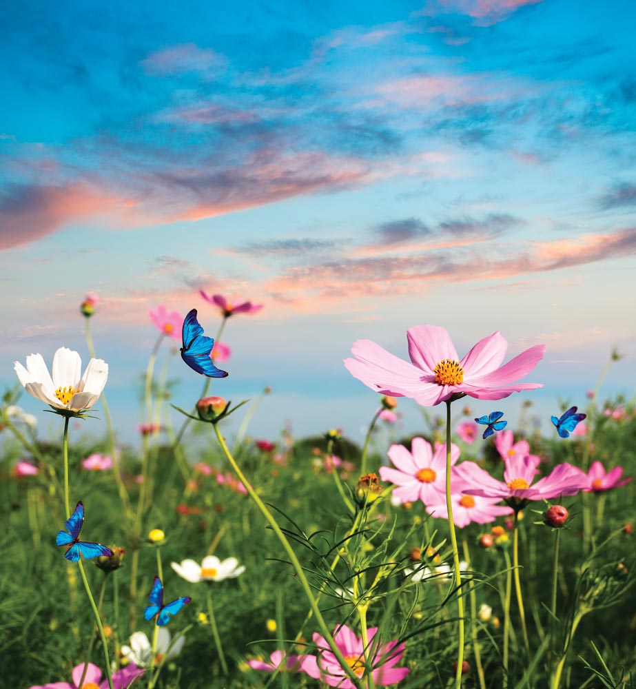 Фотообои WS Wallpaper Цветущее поле 240x260 см (31018)