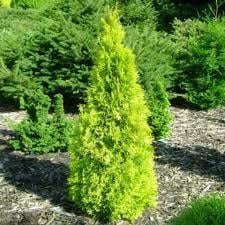 Саженцы туя западная Jantar Thuja occidentalis в горшке 0,5 л - фото 2 Саженцы туя западная Jantar Thuja occidentalis в горшке 0,5 л - фото 2