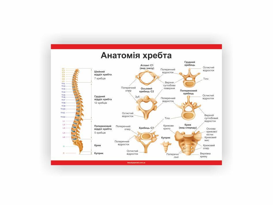 Плакат Vivay "Анатомия позвоночника" 60х80 см (25807553)