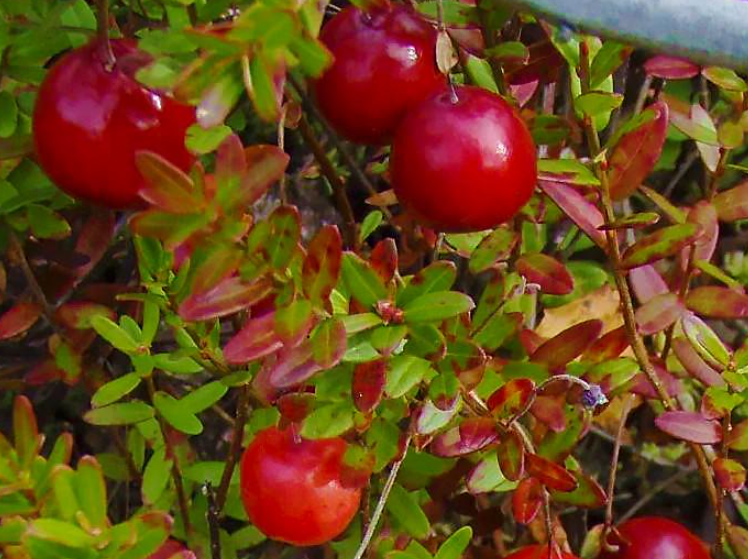 Саджанець журавлини Ерлі Блек рання Р9 Темно-червоний (644501680) Саджанець журавлини Ерлі Блек рання Р9 Темно-червоний (644501680)