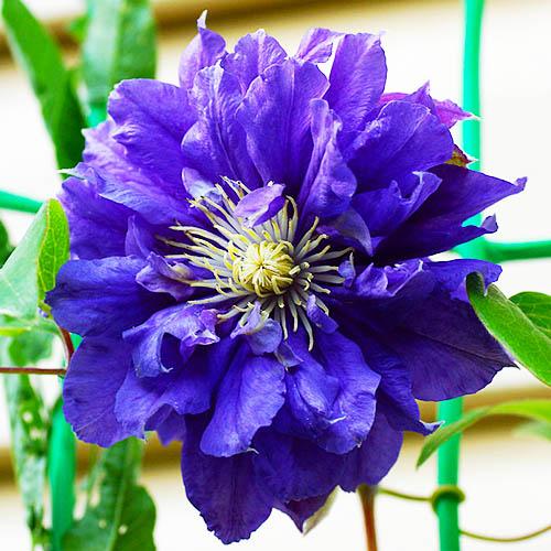 Клематис Kiri Te Kanawa Florium