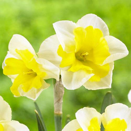 Нарцисс Florium Smiling Twin (19482)