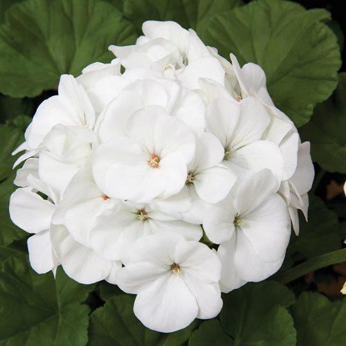 Семена цветов Hem Genetics Пеларгония садовая Border F1 White 5 шт. (BN12541-4)