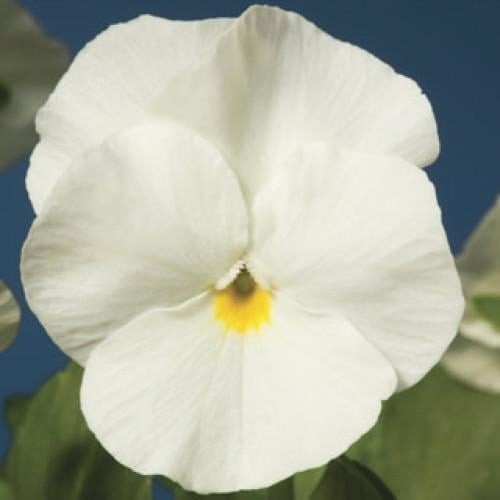 Семена цветов Виола рогатая Syngenta Penny White 500 шт. (BN03737-2)