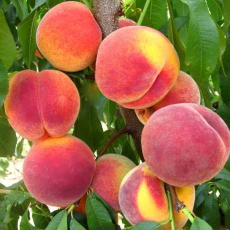 Саджанець пізнього персика Топ Світ (2098003997)