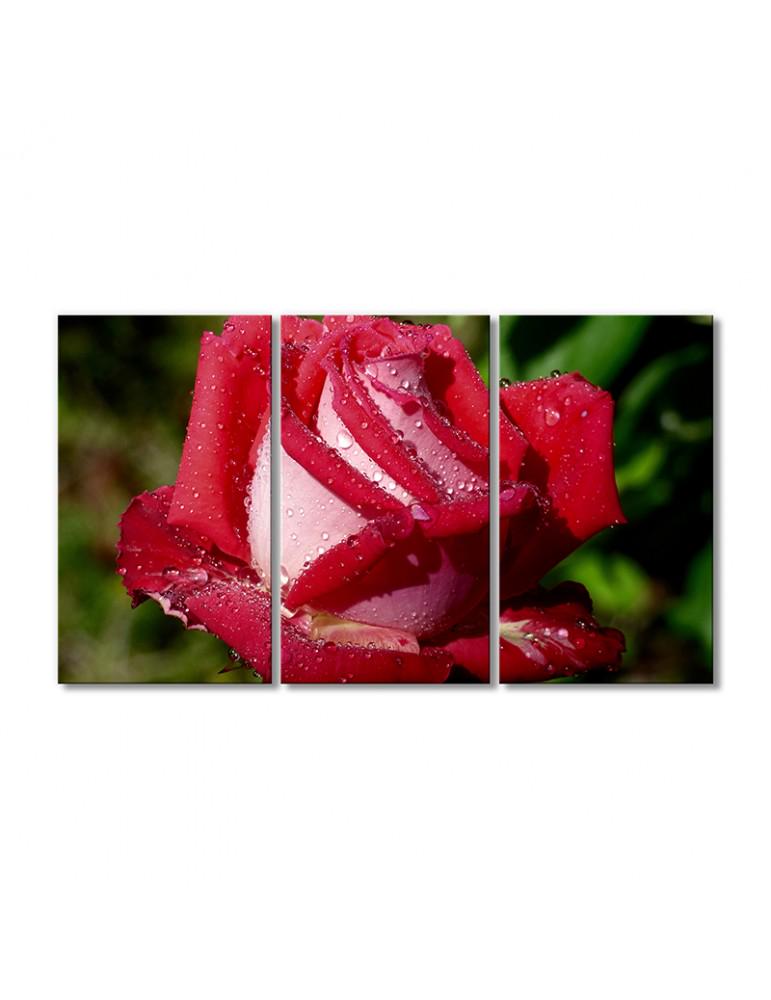 Картина модульная Роза в каплях воды 3 модуля 70x105 см