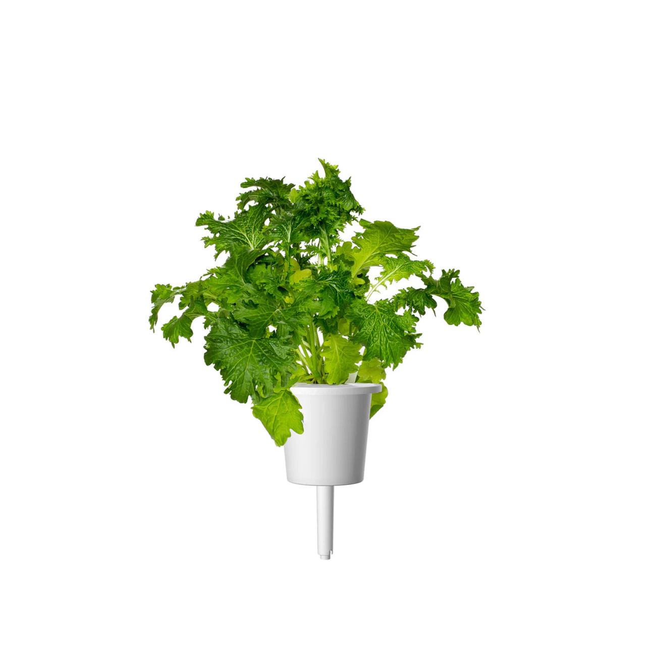 Картридж сменный Click & Grow Горчица васаби 3 капсулы (A-014377) - фото 2 Картридж сменный Click & Grow Горчица васаби 3 капсулы (A-014377) - фото 2