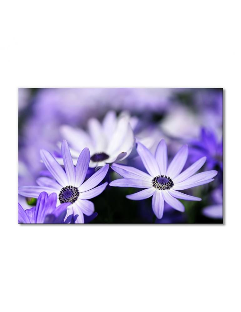 Картина модульная Светло-фиолетовая диморфотека 1 модуль 80x120 см