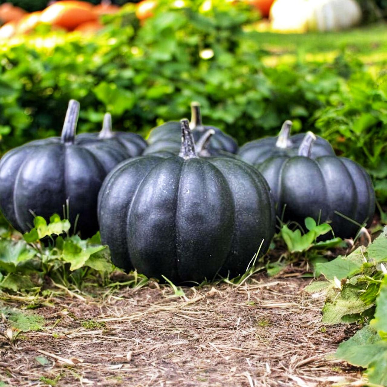 Насіння Гарбуз Black Kat F1 PMT 5 шт. (2520900857)