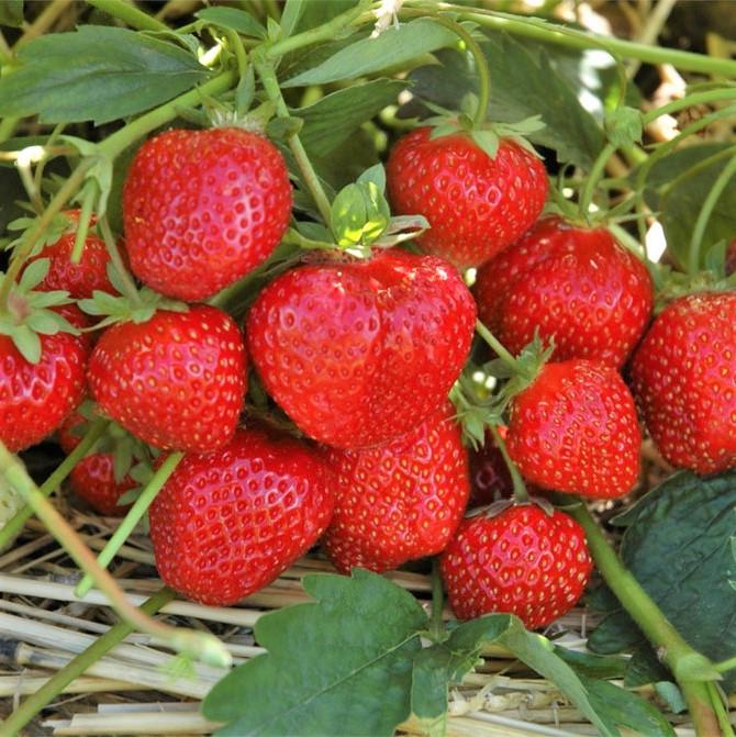 Саженец клубники Зенга Зенгана поздняя (1483026870)