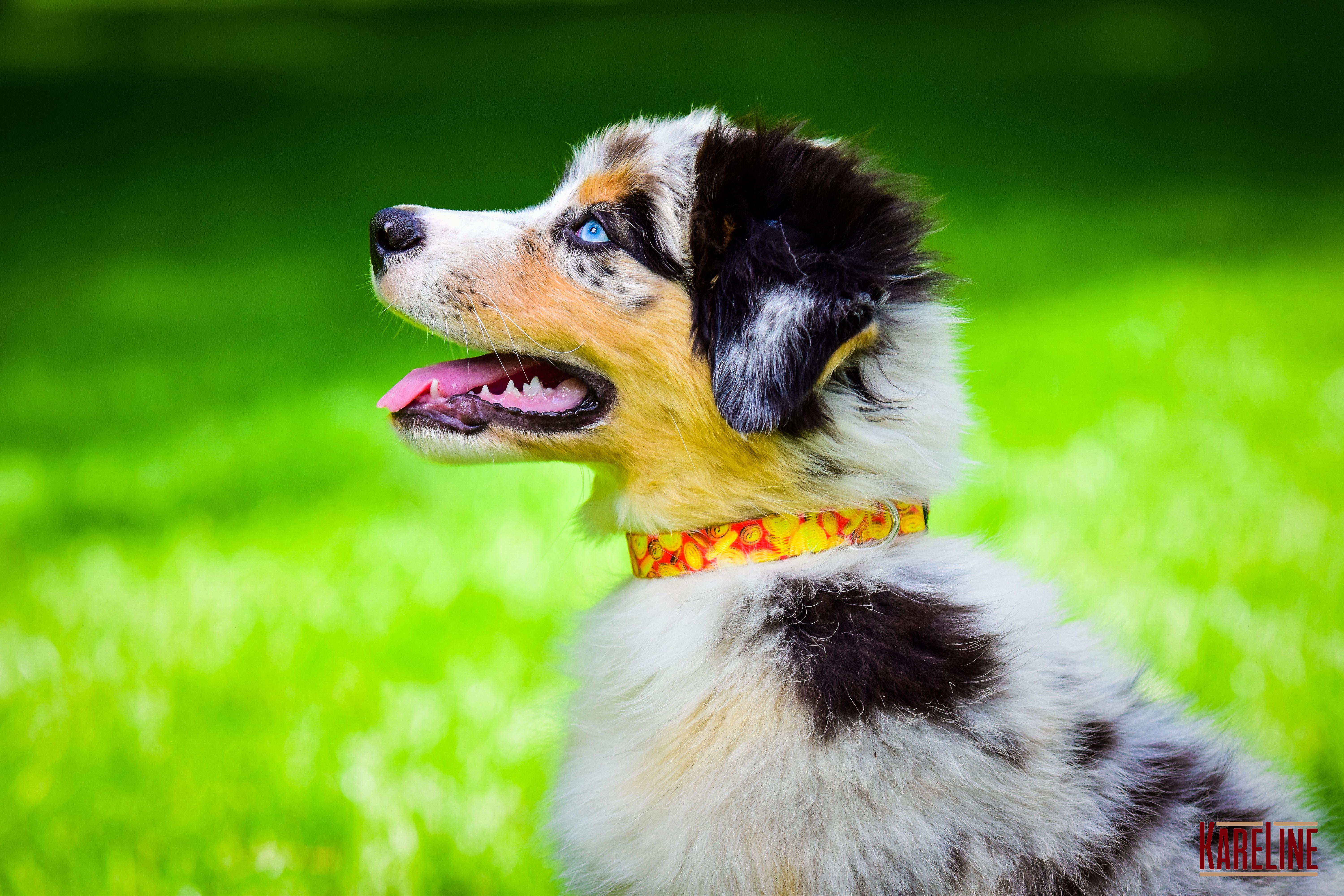 Ошейник KareLine MONEY из нейлона с пластиковой пряжкой 15 мм 240-340 мм (0801/2) - фото 4 Ошейник KareLine MONEY из нейлона с пластиковой пряжкой 15 мм 240-340 мм (0801/2) - фото 4