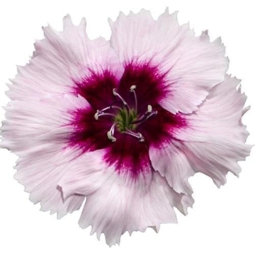 Семена цветов Гвоздика китайская Hem Genetics Diana purple centred white 10 шт. (BN09218-4) Семена цветов Гвоздика китайская Hem Genetics Diana purple centred white 10 шт. (BN09218-4)