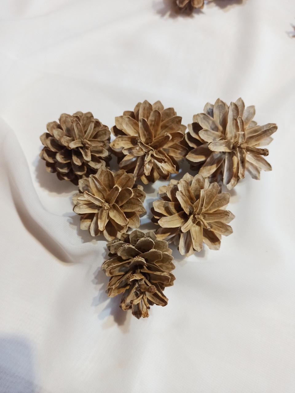 Шишки сосновые натуральные светлые маленькие Упаковка 50 штук (SH-0065Y)