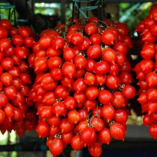 Семена томата Пенолло дель везувио 10 шт. (38288911)