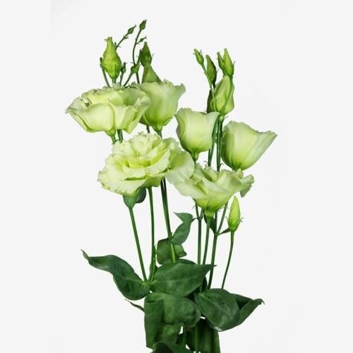 Семена цветов Эустома Лизиантус Alissa 2 Green Sakata 50 шт. (BN10353-3)
