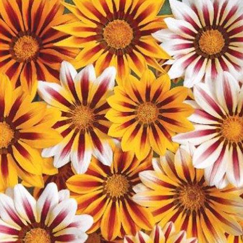 Семена Газания Florium Рассвет смесь (10740) - фото 2 Семена Газания Florium Рассвет смесь (10740) - фото 2