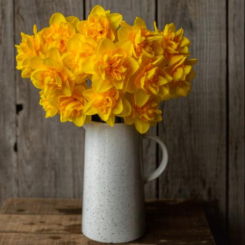 Лук декоративный Нарцисс махровый Queensday 3 шт.
