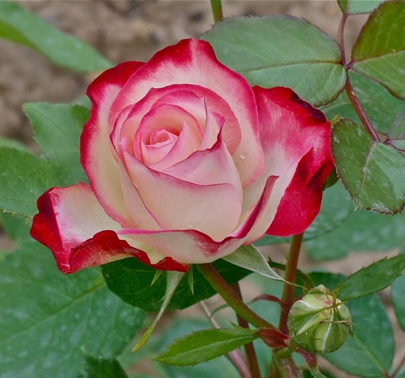 Роза Jessika Спрей в контейнере (2669455728) - фото 2