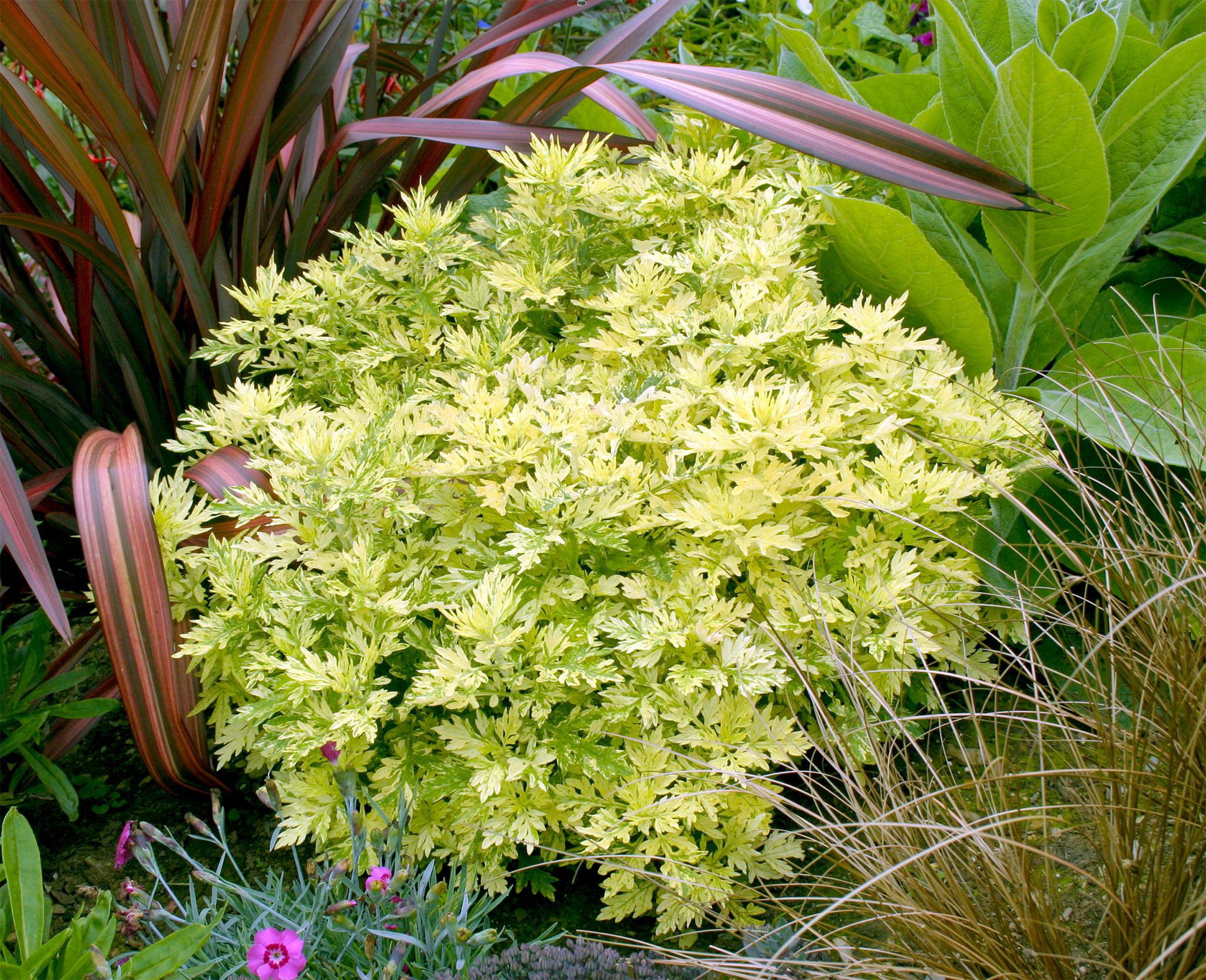 Полынь желтая Вариегата Variegata 3 шт. (38299347)