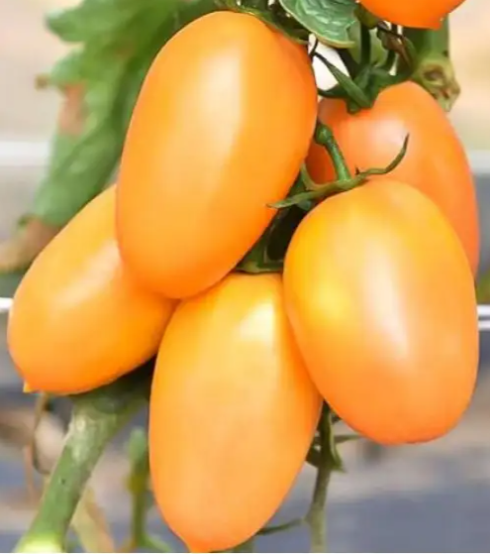 Семена Томат Де Барао оранжевый ТД Гекса-Украина 500 г 5040 (IR00813)