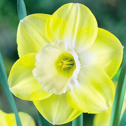 Нарцисс Florium Avalon (5753) - фото 3 Нарцисс Florium Avalon (5753) - фото 3