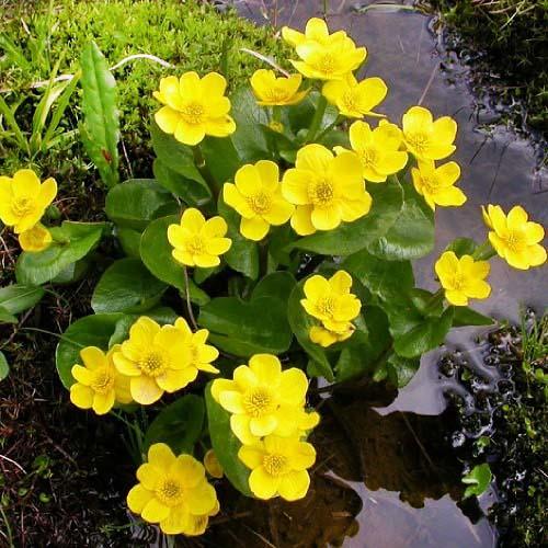 Калужница болотная Florium (5937)