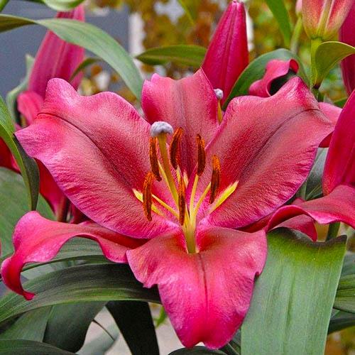 Лилия Palazzo Florium - фото 3 Лилия Palazzo Florium - фото 3