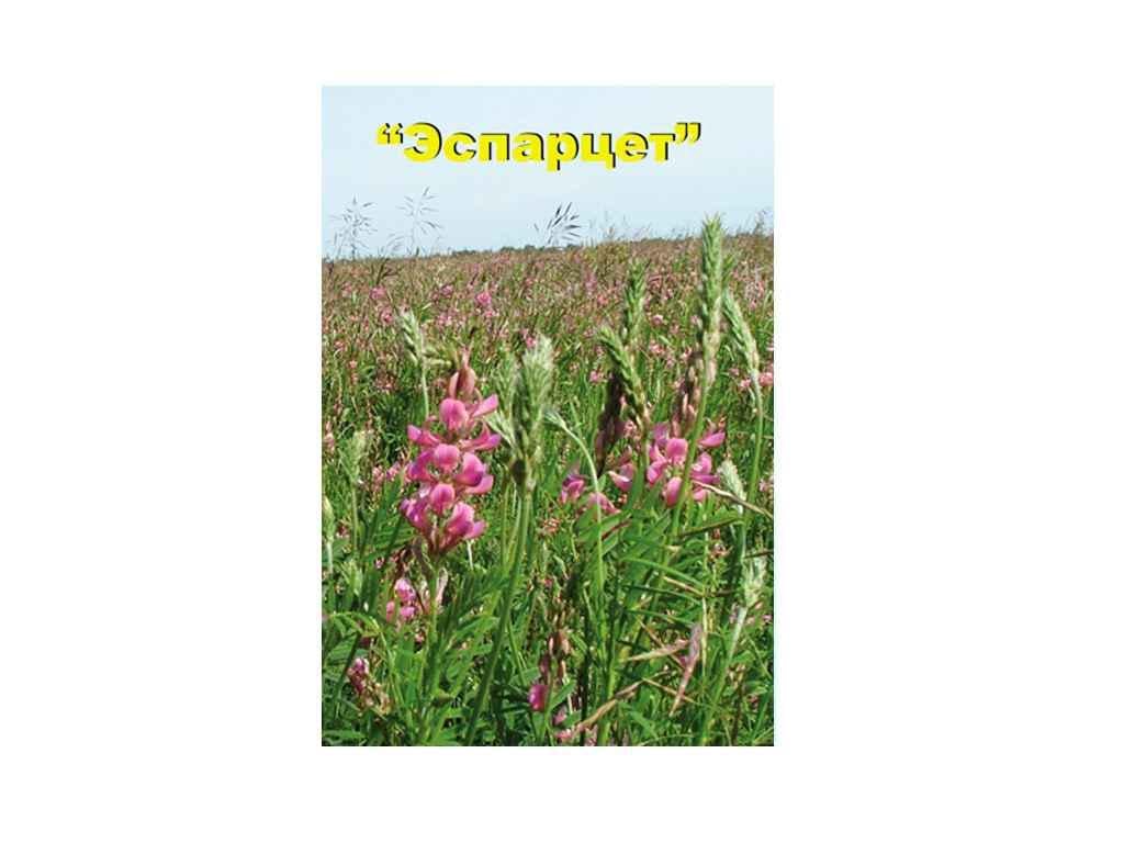 Насіння Еспарцет Насіння України 25 кг (73441)