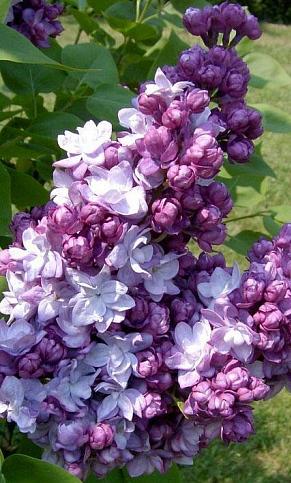 Саджанці бузок Тарас Бульба щеплені дворічні