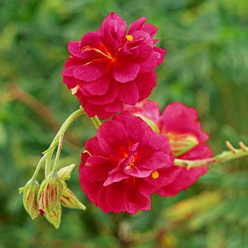 Геліантемум Florium Cerise Queen (10026)