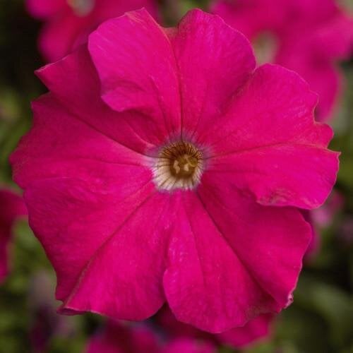 Семена цветов Петуния крупноцветковая Tritunia F1 Rose Syngenta 500 шт. (BN07480-2)