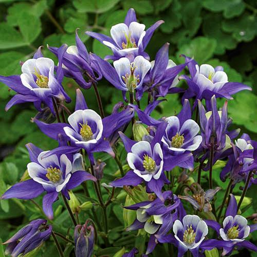 Саженец Аквилегия Winky Blue-White 1 шт. (38287460)