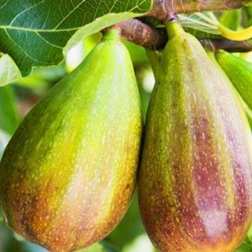 Саджанець Інжир Брунсвік (40076)