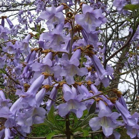 Насіння Павлівні повстяне Paulownia tomentosa 200+ шт./уп. - фото 2