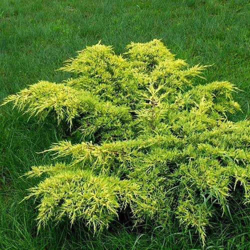 Саджанець ялівцю середнього Juniperus x media Gold Coast Р9 (769054081) - фото 2 Саджанець ялівцю середнього Juniperus x media Gold Coast Р9 (769054081) - фото 2