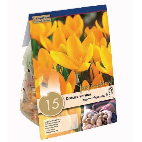 Крокус Florium Yellow Mammouth (15365)