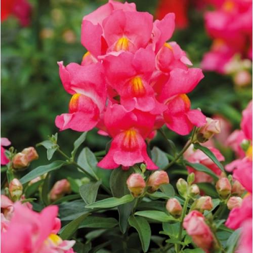 Насіння квітів Hem Genetics Левовий зів Snappy rose 500 шт. (BN09151-2)