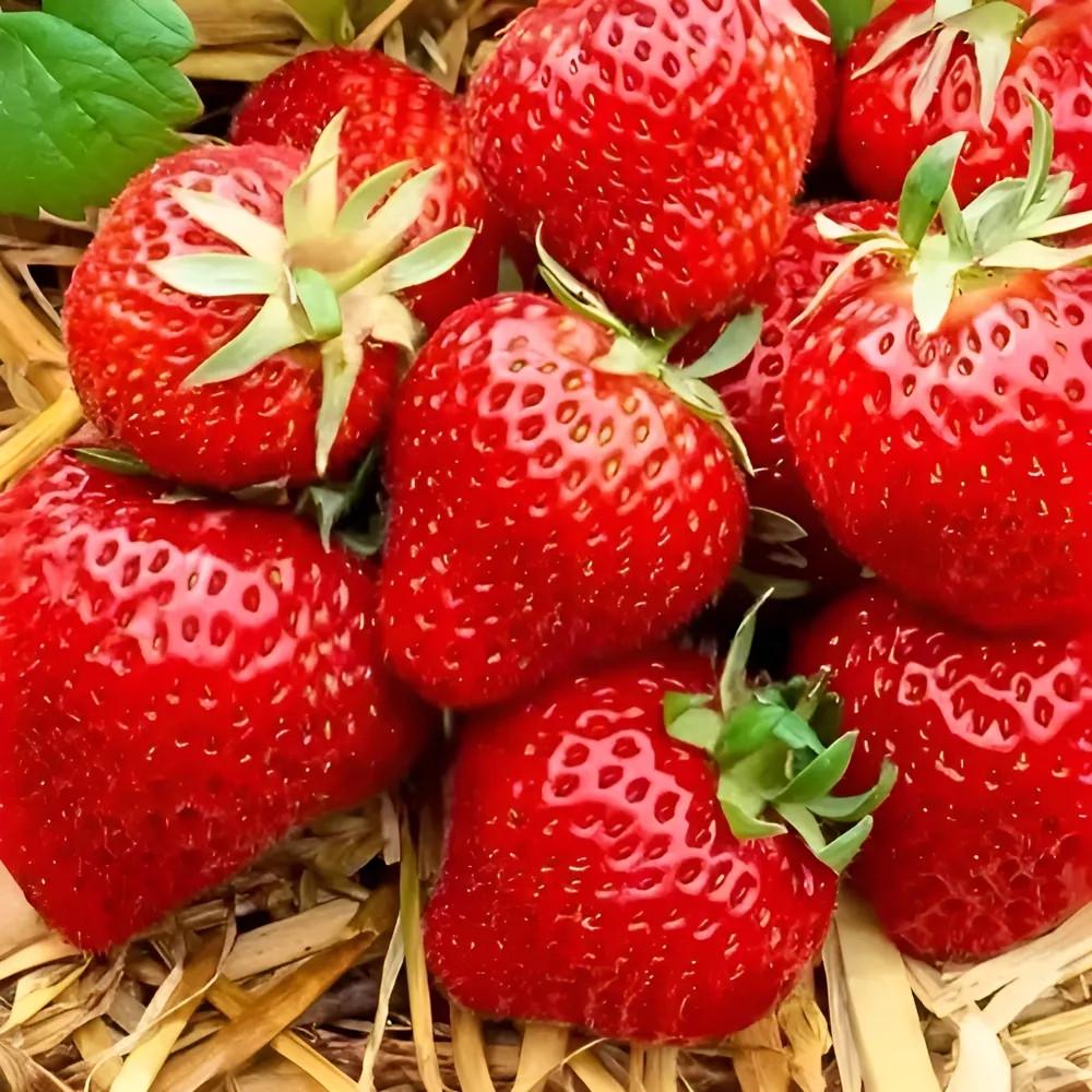 Насіння кімнатної ремонтантної полуниці сорту Вершки 100 шт. - фото 4