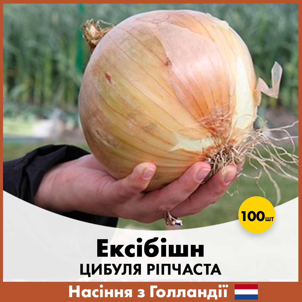 Семена лука Bejo Эксибишн 100 шт. (00209)