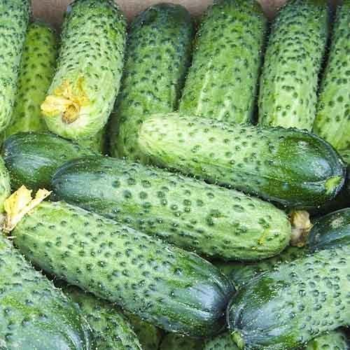 Семена Огірок Florium Аваланж (11694)