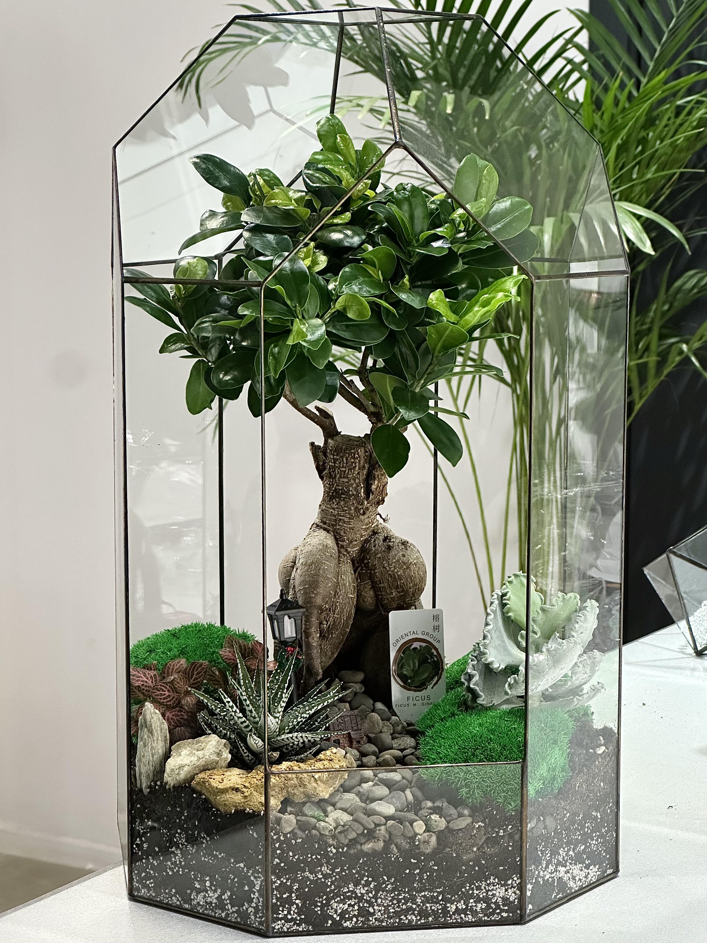 Флораріум з бонсай Plants room XL (26382420)